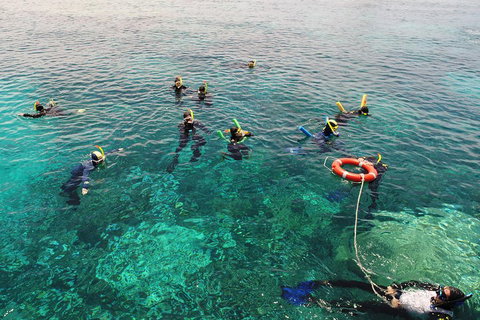 Seastar Luxury Outer Great Barrier Reef Island And Reef Tour From Cairns - Pet Food Australia 2