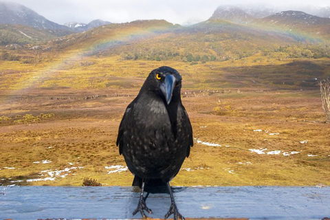 Cradle Mountain Park Explorer Guided Tour - Pet Food Australia 2