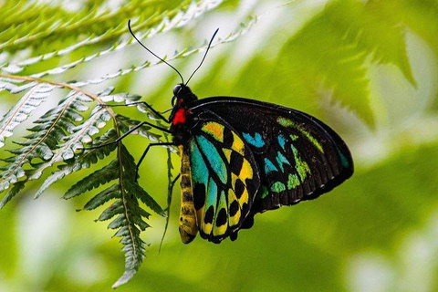 Private Daintree And Cape Tribulation Tour From Port Douglas - Food Delivery Shop 2
