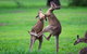 Private Daintree And Cape Tribulation Tour From Port Douglas - thumb 4
