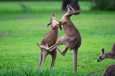 Private Daintree And Cape Tribulation Tour From Port Douglas - Food Delivery Shop 4