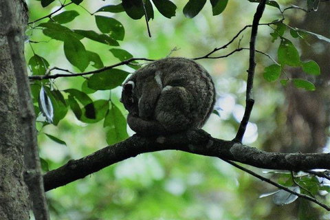 Private Daintree And Cape Tribulation Tour From Port Douglas - Food Delivery Shop 5