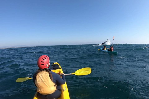 Kayaking With Dolphins In Byron Bay Guided Tour - Food Delivery Shop 3
