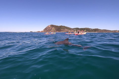 Kayaking With Dolphins In Byron Bay Guided Tour - Food Delivery Shop 5