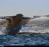 Sydney Whale-Watching Cruise Including Lunch or Breakfast - Food Delivery Shop