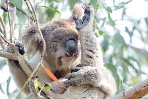 Great Ocean Road Reverse Itinerary With 12 Apostles From Melbourne - Food Delivery Shop 1
