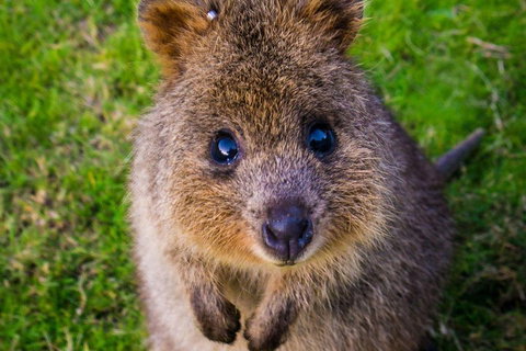 Blue Mountains Sunset Tour | Kangaroos & Koala Encounter (Private Tour) - Food Delivery Shop 1