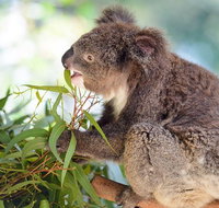 Blue Mountains Private Tour with Kangaroos  Koala Encounter - Food Delivery Shop