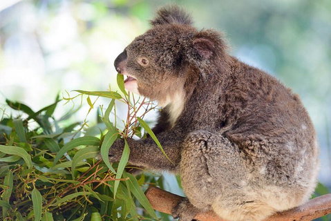 Blue Mountains Private Tour With Kangaroos & Koala Encounter - Food Delivery Shop 0