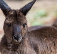 Australian Wildlife Tour at Melbourne Zoo Ticket - Food Delivery Shop