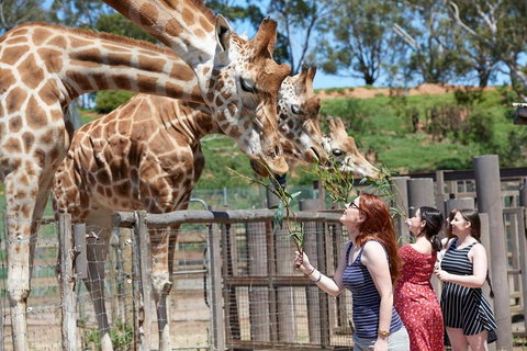 Slumber Safari At Werribee Open Range Zoo - Food Delivery Shop 3