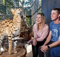 African Cat Encounter at Werribee Open Range Zoo - Food Delivery Shop