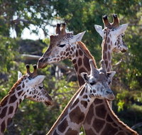 Werribee Open Range Zoo General Admission Ticket - Food Delivery Shop