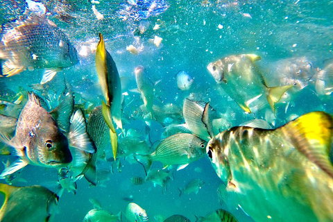 Moreton Island Day Trip (Kayak, Snorkel & Sandboard) Frm Brisbane Or Gold Coast - Pet Food Australia 1