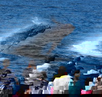 Tangalooma Island Resort Whale Watching Day Cruise - Pet Food Australia