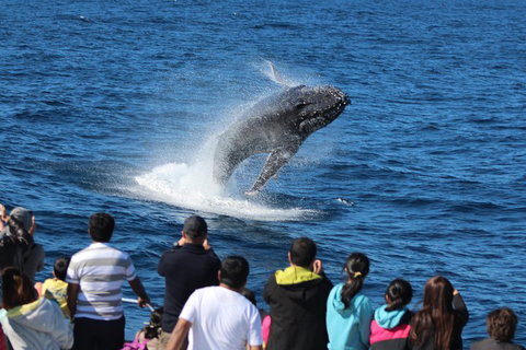 Tangalooma Island Resort Whale Watching Day Cruise - Food Delivery Shop 0