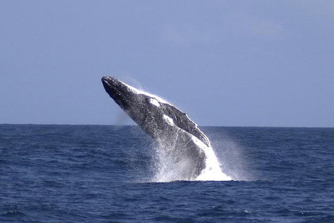 Tangalooma Island Resort Whale Watching Day Cruise - Food Delivery Shop 4