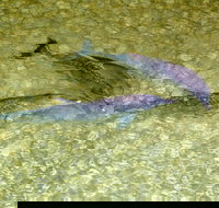 Tangalooma Island Resort Whale Watching Day Cruise with Dolphin Viewing - Pet Food Australia