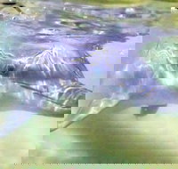 Tangalooma Island Resort Whale Watching Day Cruise with Dolphin Feeding - Pet Food Australia