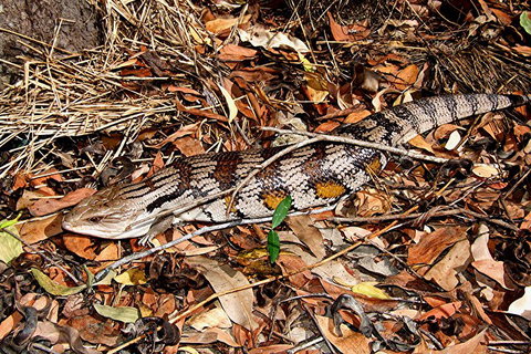 Hartley's Crocodile Adventures General Entry Ticket - Food Delivery Shop 5