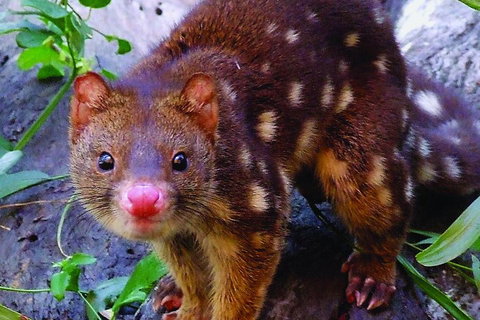 Hartley's Crocodile Adventures Breakfast With The Koalas - Food Delivery Shop 2