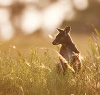 Sunset Blue Mountains Wilderness  Wildlife Tour without the crowds - Food Delivery Shop