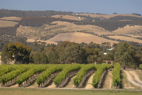 McLaren Vale And Glenelg Wine Tasting And Sightseeing (Half-day Afternoon) - Food Delivery Shop 2