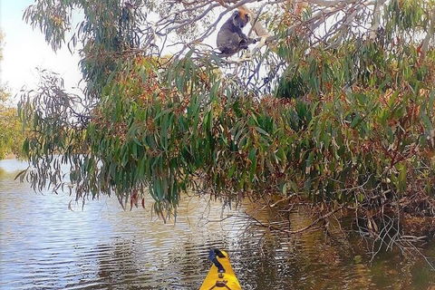 Kangaroo Island Self-Guided Kayaking On The Harriet River - Food Delivery Shop 4