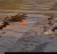 Litchfield and Jumping Crocodiles Full Day Trip from Darwin - Pet Food Australia