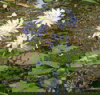 Yellow Water Cruise - Kakadu - Food Delivery Shop