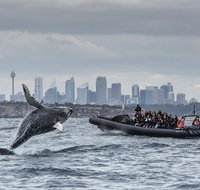 Sydney Whale-Watching by Speed Boat - Food Delivery Shop