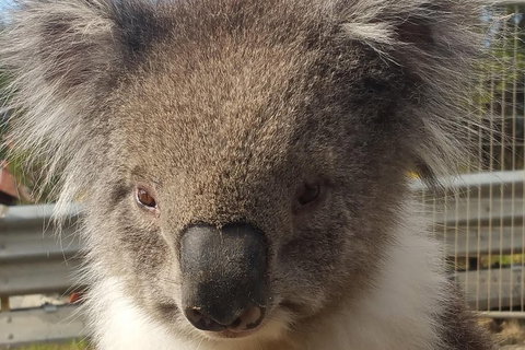 Full-Day Great Ocean Road Tour From Melbourne - Food Delivery Shop 3