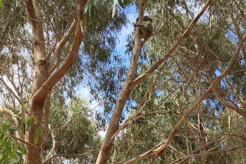 Kangaroo Island 4WD Tour - Best Of KI In 2 Days - Food Delivery Shop 0