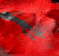 Small-Group Kangaroo Island 4WD Night Tour - Food Delivery Shop