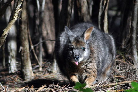 Small-Group Kangaroo Island 4WD Night Tour - Pet Food Australia 1