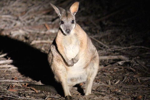 Small-Group Kangaroo Island 4WD Night Tour - Pet Food Australia 3