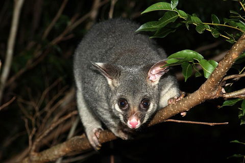 Small-Group Kangaroo Island 4WD Night Tour - Pet Food Australia 5