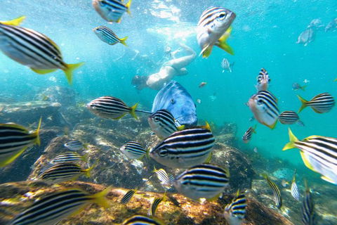 Manly Snorkel Trip And Nature Walk With Local Guide - Food Delivery Shop 2
