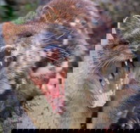 After Dark Tasmanian Devil Feeding Tour at Cradle Mountain - Food Delivery Shop