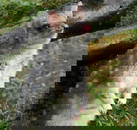 1-Hour Tasmanian Devil Feeding Day Tour at Cradle Mountain - Food Delivery Shop