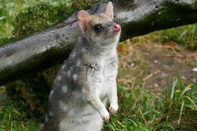 1-Hour Tasmanian Devil Feeding Day Tour at Cradle Mountain