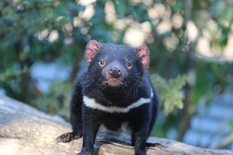 1-Hour Tasmanian Devil Feeding Day Tour At Cradle Mountain - Food Delivery Shop 1