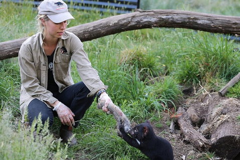 1-Hour Tasmanian Devil Feeding Day Tour At Cradle Mountain - Food Delivery Shop 2