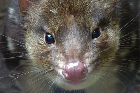 1-Hour Tasmanian Devil Feeding Day Tour At Cradle Mountain - Food Delivery Shop 3
