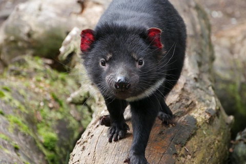 1-Hour Tasmanian Devil Feeding Day Tour At Cradle Mountain - Food Delivery Shop 4