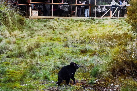 1-Hour Tasmanian Devil Feeding Day Tour At Cradle Mountain - Food Delivery Shop 5