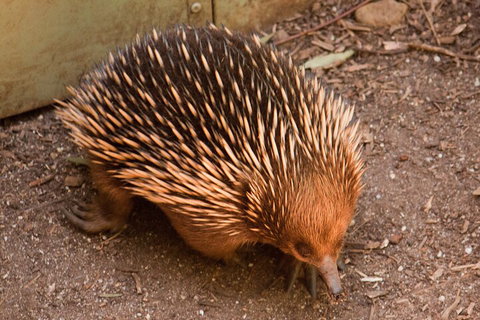 Puffing Billy And Healesville Sanctuary Scenic Tour - Food Delivery Shop 0