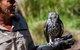 Puffing Billy And Healesville Sanctuary Scenic Tour - thumb 3
