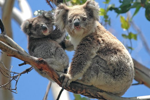 Puffing Billy And Healesville Sanctuary Scenic Tour - Food Delivery Shop 5