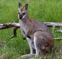 Ultimate Blue Mountains and Wildlife Tour - Food Delivery Shop